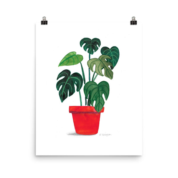 Monstera Monday