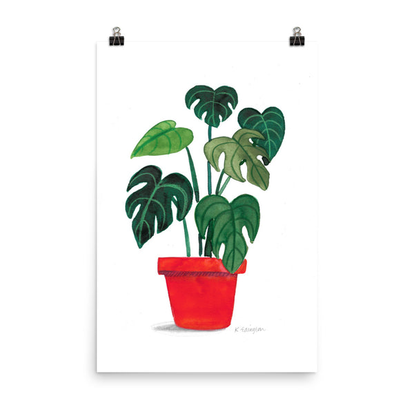 Monstera Monday